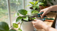 What To Do With Your Pothos In July – 5 Quick Tasks For Longer Vines, Fuller Growth, And Glossier Leaves