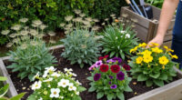 You’ll Regret Planting These 5 Flowers – They Self-Seed Everywhere And Never Truly Leave