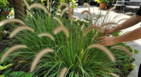 10 Best Easy-to-Grow Ornamental Grasses That Add A Professional Polish To Your Backyard