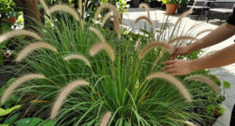 10 Best Easy-to-Grow Ornamental Grasses That Add A Professional Polish To Your Backyard