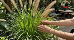 13 Best Ornamental Grasses in 2026
