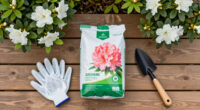 14 Best Azalea and Rhododendron Fertilizers in 2026