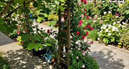 14 Best Garden Trellises in 2026