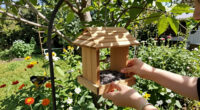 15 Best Bird Feeders for Backyards in 2026