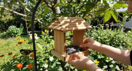 15 Best Bird Feeders for Backyards in 2026
