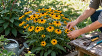 15 Best Black-Eyed Susan Varieties in 2026