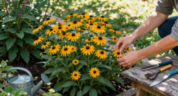 15 Best Black-Eyed Susan Varieties in 2026
