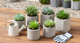 15 Best Drought Tolerant Plants in 2026