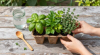 15 Best Herb Garden Kits in 2026