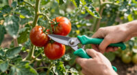 15 Best Tomato Pruning Shears in 2026