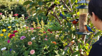 3 Beautiful Backyard Birds That Eat Wasps – And How To Attract Them To Your Yard