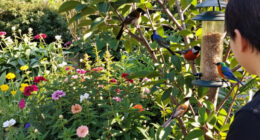 3 Beautiful Backyard Birds That Eat Wasps – And How To Attract Them To Your Yard