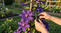5 Best Fall-Flowering Clematis in 2026