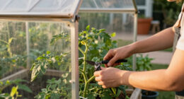 6 Best Garden Greenhouse Kits in 2026