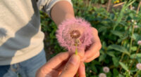 6 Best Pink Dandelion Seeds in 2026