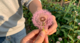 6 Best Pink Dandelion Seeds in 2026