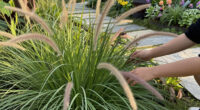 8 Best Ornamental Grasses for Gardens in 2026