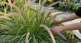 8 Best Ornamental Grasses for Gardens in 2026
