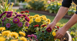 9 Best Fall-Blooming Perennial Plants in 2026