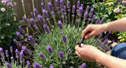 9 Best Lavender Plants for Gardens in 2026