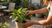 Goldie Hawn’s One-Plant Rule Makes Any Patio Look More Expensive – Even On A Budget