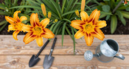 How To Get A Second Flush Of Flowers From Your Daylilies – Plus, This Easy Trick Keeps Plants Looking Fresh