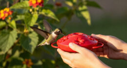 How To Hand-Feed Hummingbirds – 6 Critical Secrets To Enjoy This Heartwarming Garden Experience