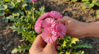 I Used To Hate Dandelions – Until I Discovered The Pretty Pink Version Designers Love