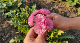 I Used To Hate Dandelions – Until I Discovered The Pretty Pink Version Designers Love