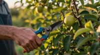 Summer Pruning Fruit Trees Can Improve Harvests This Year And Next – Here Are 5 To Trim In August