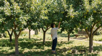 These 6 Fruit Trees Thrive On Neglect – For A Lush, Stress-Free Bounty You Can Enjoy Even In A Small Yard