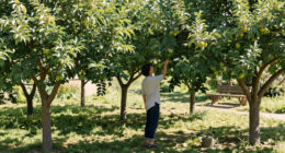These 6 Fruit Trees Thrive On Neglect – For A Lush, Stress-Free Bounty You Can Enjoy Even In A Small Yard
