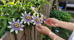 Why I Let My Passionflower Take Over My Fence (And It's Not Just Because It Looks So Good)