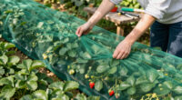 12 Best Berry Protection Netting in 2026
