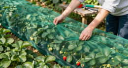 12 Best Berry Protection Netting in 2026
