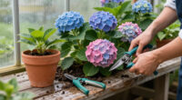12 Best Hydrangea Plants for 2026