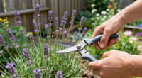 12 Best Lavender Pruning Shears in 2026