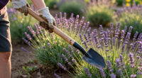 13 Best Lavender Gardening Tools in 2026