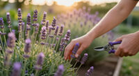 13 Best Lavender Plants in 2026