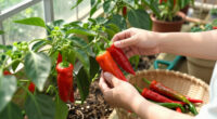 15 Best Chili Peppers in 2026