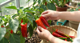 15 Best Chili Peppers in 2026