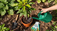 15 Best Tree Watering Bags in 2026