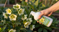 3 Best Hellebore Garden Care Products in 2026