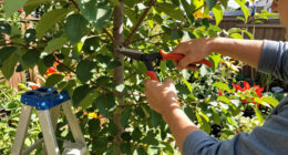 8 Best Tree Care Tools in 2026