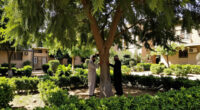 Cairo Denies Cutting Ancient Caper Tree In Maadi
