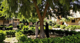 Cairo Denies Cutting Ancient Caper Tree In Maadi