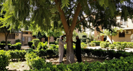 Cairo Denies Cutting Ancient Caper Tree In Maadi