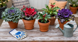 Fill Patio Pots With Vibrant Plants That Last From Fall Into Winter For A Wonderfully Colorful Cool-Season Display