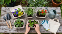 'I Always Save Old Takeout Containers To Use In My Garden' – 4 Clever Ways To Recycle To-Go Boxes In Your Garden