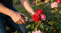 The 5-Minute Job Your Roses Need In September For More Blooms Next Spring – But Avoid This Mistake